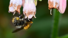 Ackerhummel (12).jpg